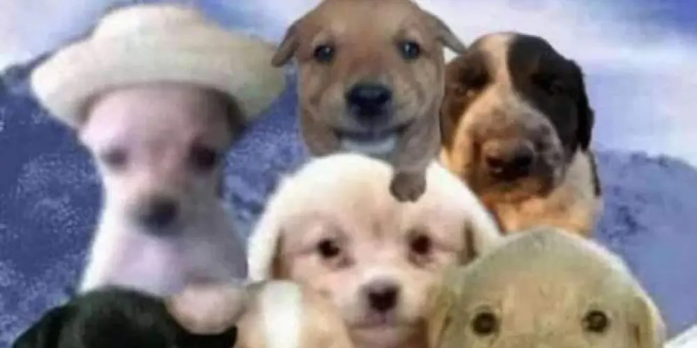 Imagem do grupo de WhatsApp TROPA DO SEM LIMITES 🤟🏻