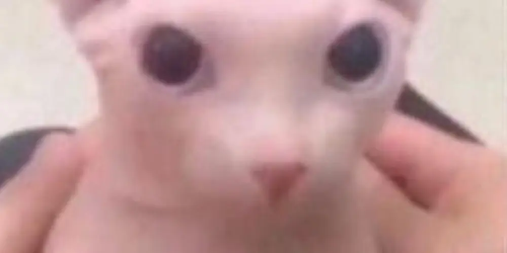 Imagem do grupo de WhatsApp 🗿🍷 Tropa do shit 🦆🤨