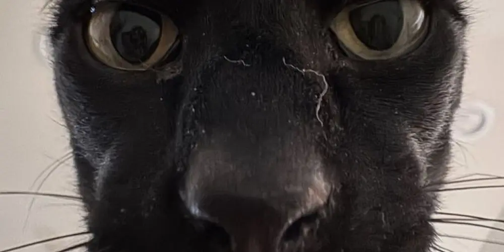 Imagem do grupo de WhatsApp Tropa do terror