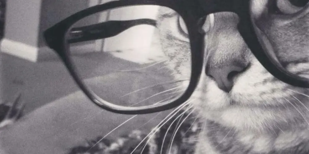 Imagem do grupo de WhatsApp Tropa dos gatinhos