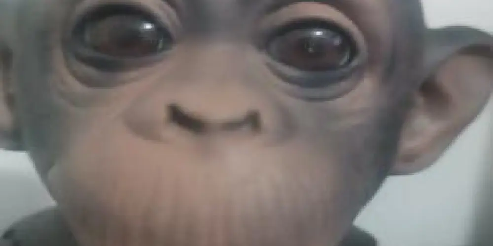 Imagem do grupo de WhatsApp Tropa dos masqueicos🐵🐒