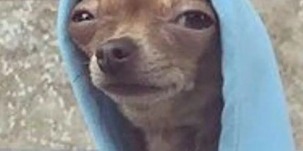 Imagem do grupo de WhatsApp tropa soca fofo 🥲🔥