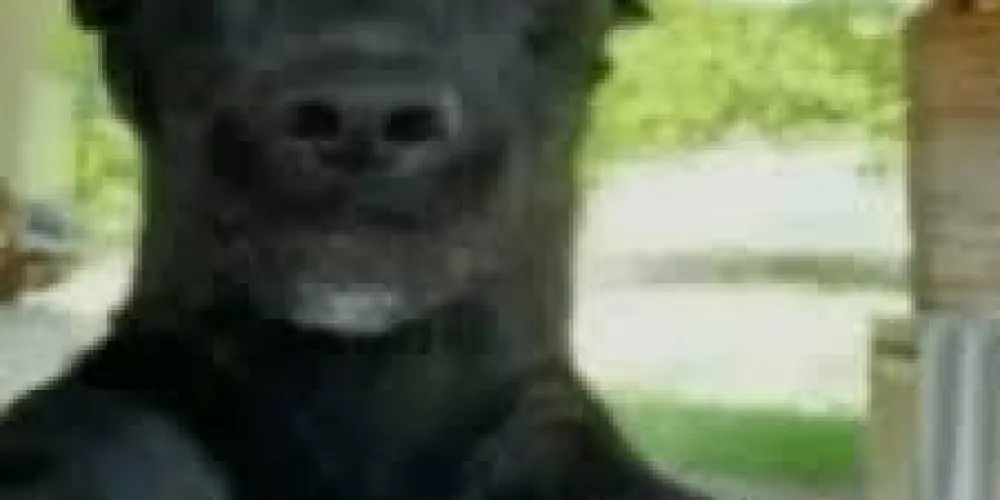 Imagem do grupo de WhatsApp 💯🎡Tropa Sombria🎇🚭