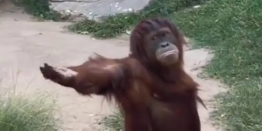 Imagem do grupo de WhatsApp Tropical Das