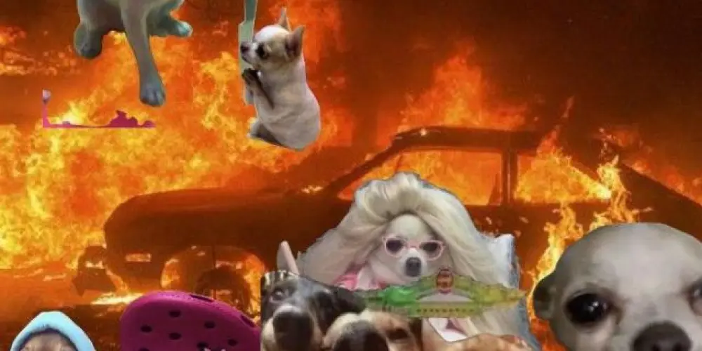 Imagem do grupo de WhatsApp True caos