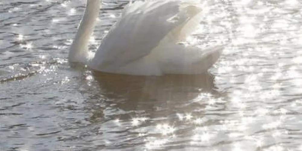 Imagem do grupo de WhatsApp ꣑ৎ𝓪𝓷𝓰𝓮𝓵𝓲𝓬𖦹˚ʚ₊˚✧ﾟ