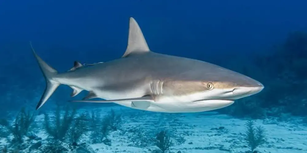 Imagem do grupo de WhatsApp Tubarão e a matrix