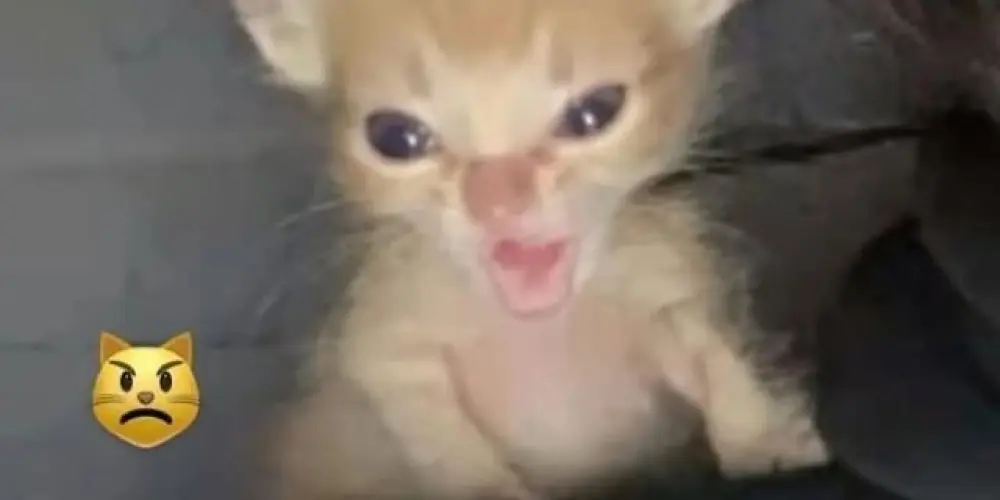 Imagem do grupo de WhatsApp TUDO LIBERADO