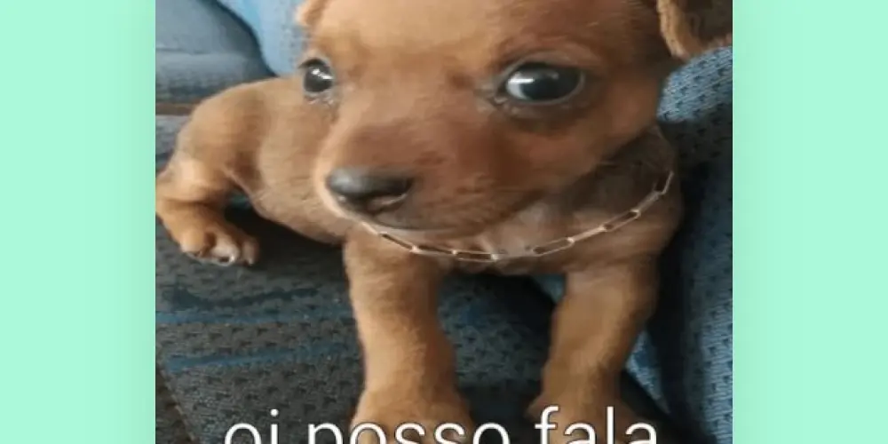 Imagem do grupo de WhatsApp ⚡TUDO NOSSO ⚡