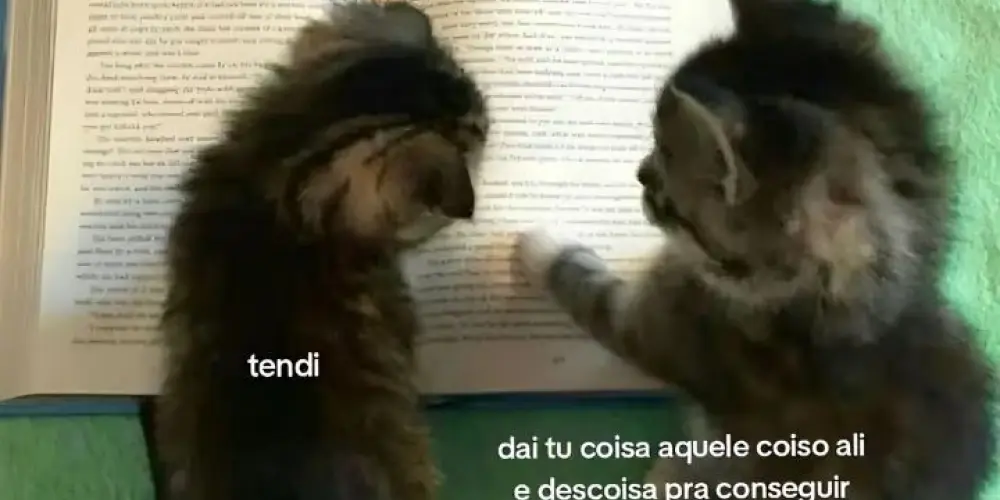 Imagem do grupo de WhatsApp Tudo permitido