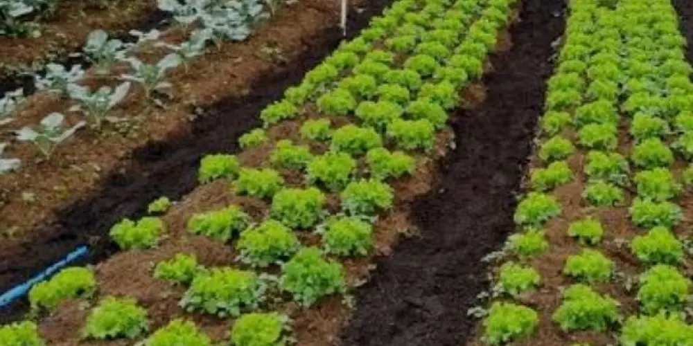 Imagem do grupo de WhatsApp TUDO SOBRE CULTIVO DE HORTALIÇAS , LEGUMES , VEGETAIS E FRUTAS