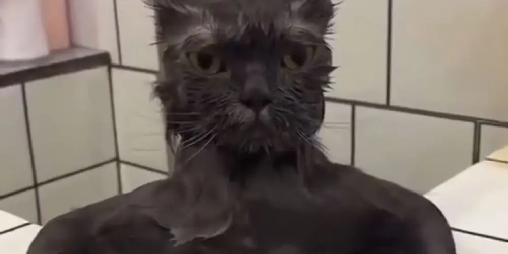 Imagem do grupo de WhatsApp Turma da bagunça