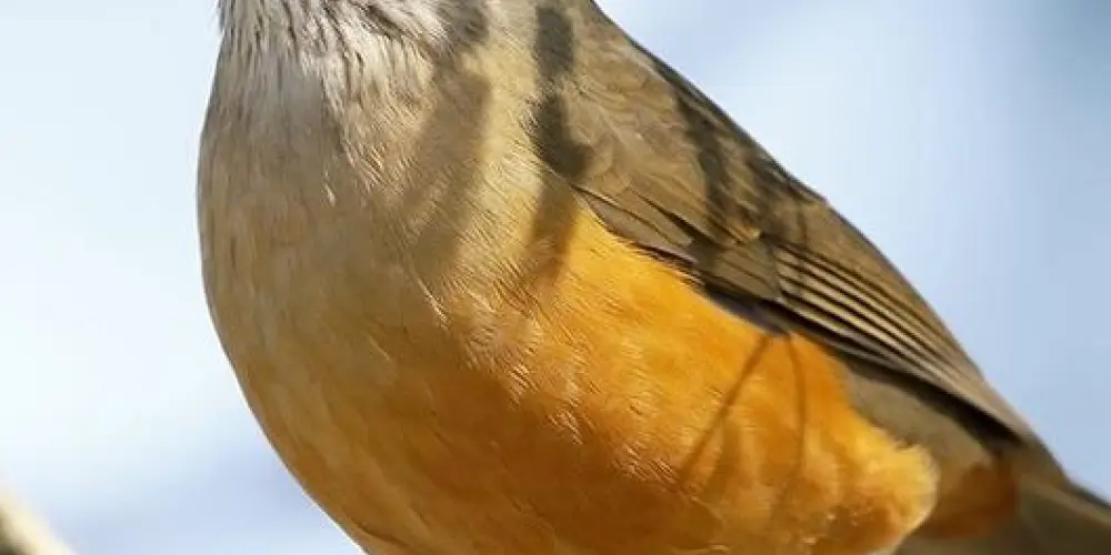 Imagem do grupo de WhatsApp 🔥-Turma Do Asobio-🔥