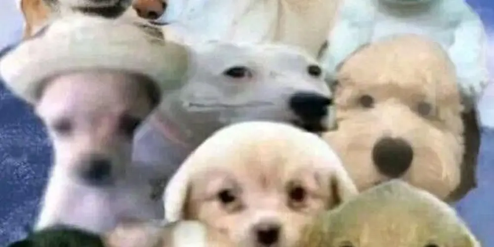 Imagem do grupo de WhatsApp turma do caos🌀