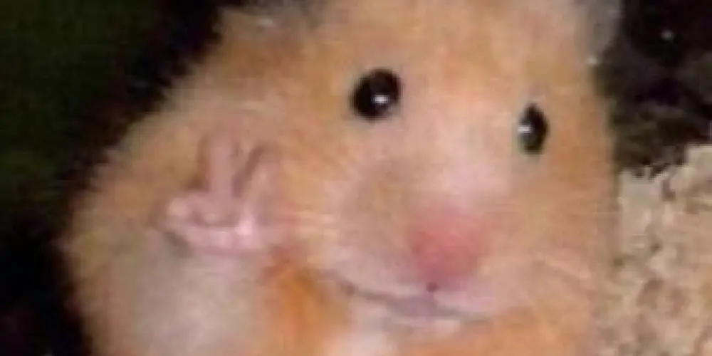 Imagem do grupo de WhatsApp TURMA DO FUNDÃO