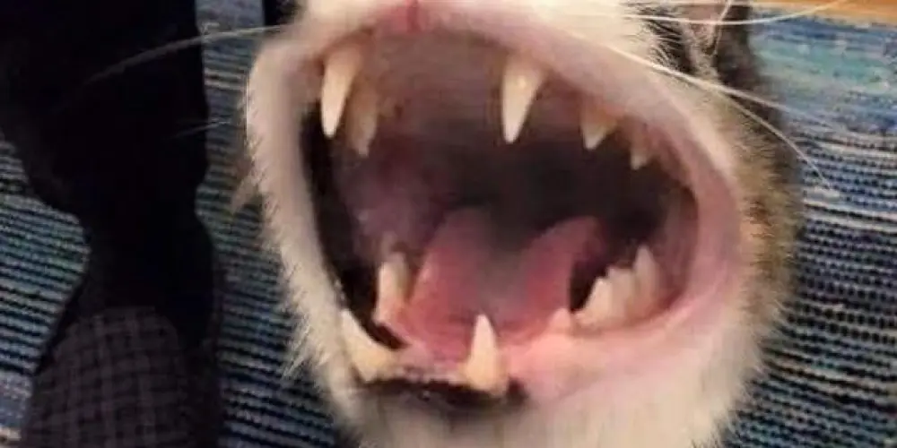 Imagem do grupo de WhatsApp ꧁turmαﾠdσﾠjσв꧂