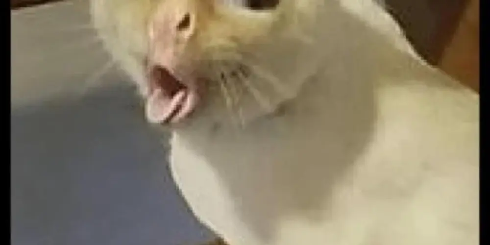 Imagem do grupo de WhatsApp Turminha do caps💆