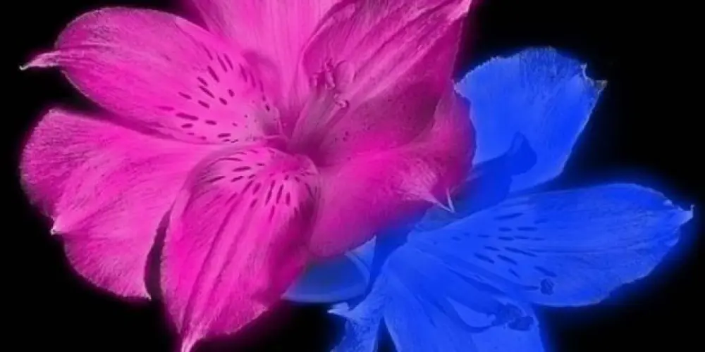 Imagem do grupo de WhatsApp TV girl