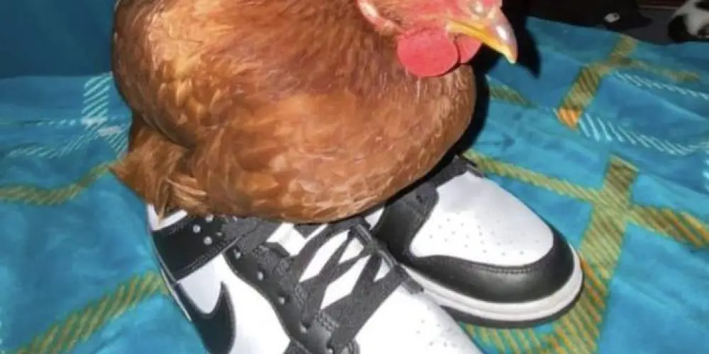 Imagem do grupo de WhatsApp 𝕺 ú𝖑𝖙𝖎𝖒𝖔 𝖌𝖗𝖚𝖕𝖔