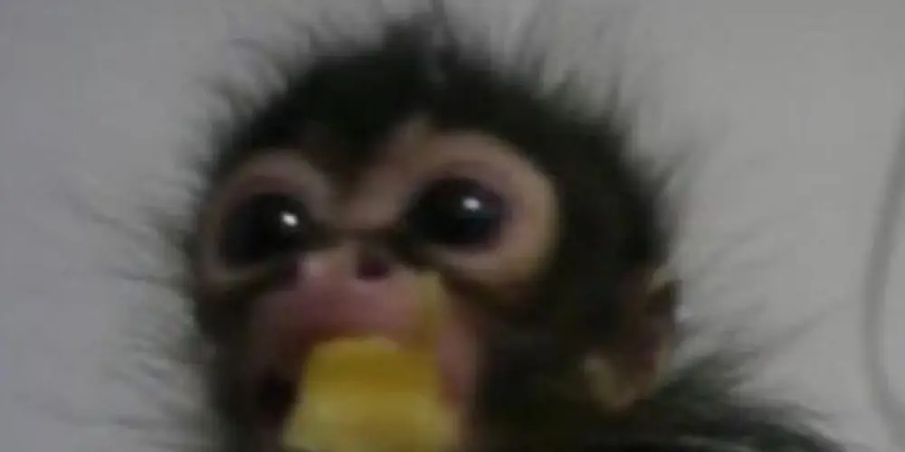 Imagem do grupo de WhatsApp *••.•´𝙕u𝙚𝙞𝙧𝙖{~.~}*