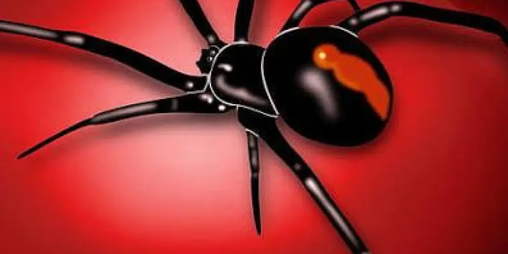 Imagem do grupo de WhatsApp 🕷️.•*𝐕𝐈Ú𝐕𝐀 𝐍𝐄𝐆𝐑𝐀*•.🕷️