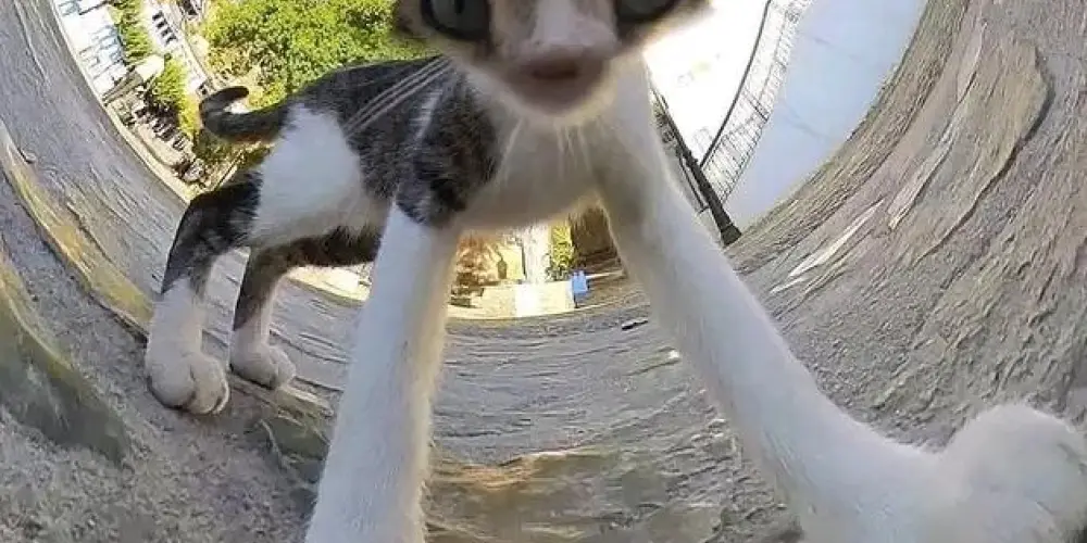 Imagem do grupo de WhatsApp ❤️‍🩹𝚁𝚎𝚏ú𝚐𝚒𝚘 𝚍𝚘 𝙼𝚒𝚊𝚞 🍵 | 𝙱𝚊𝚝𝚎-𝚙𝚊𝚙𝚘❤️‍🩹