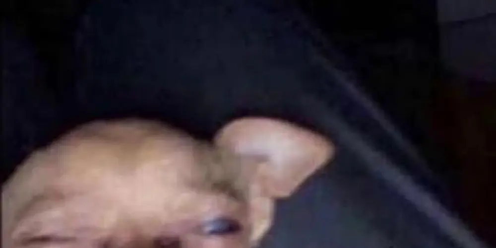 Imagem do grupo de WhatsApp Um grupo esquecido.