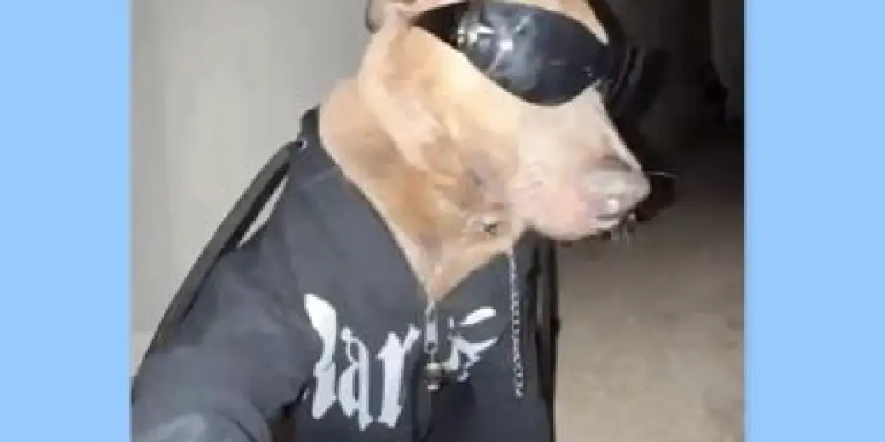 Imagem do grupo de WhatsApp Um grupo qualquer