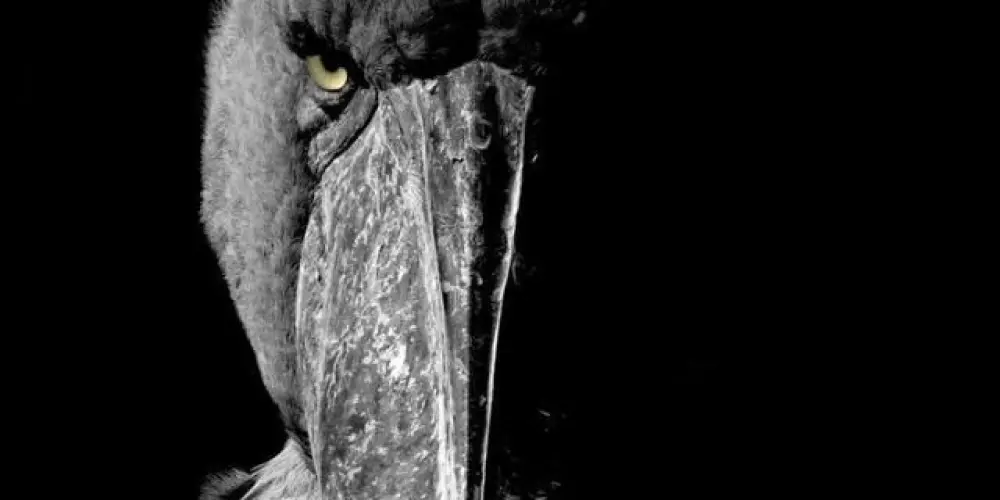 Imagem do grupo de WhatsApp União