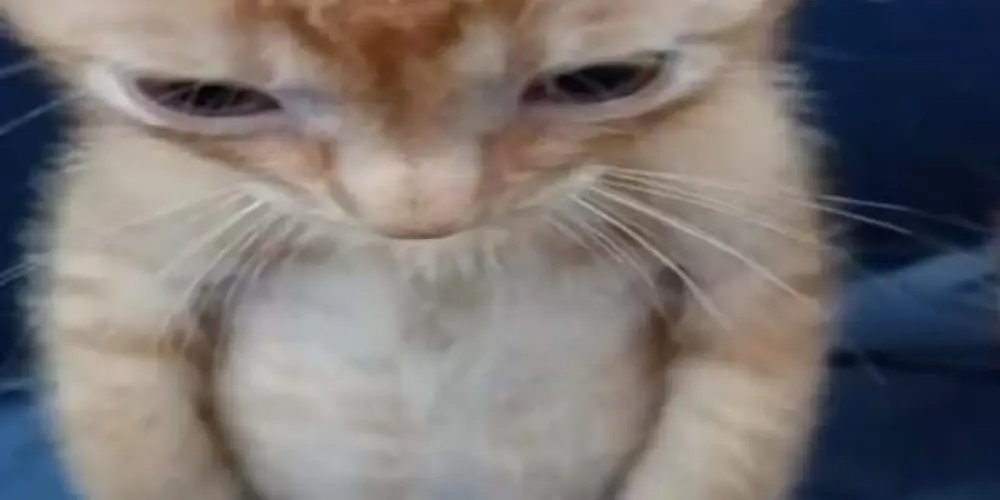 Imagem do grupo de WhatsApp União aleatória