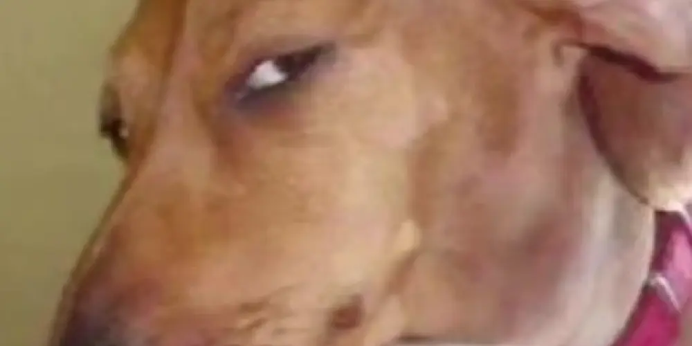 Imagem do grupo de WhatsApp Unidos pelo Wi-Fi