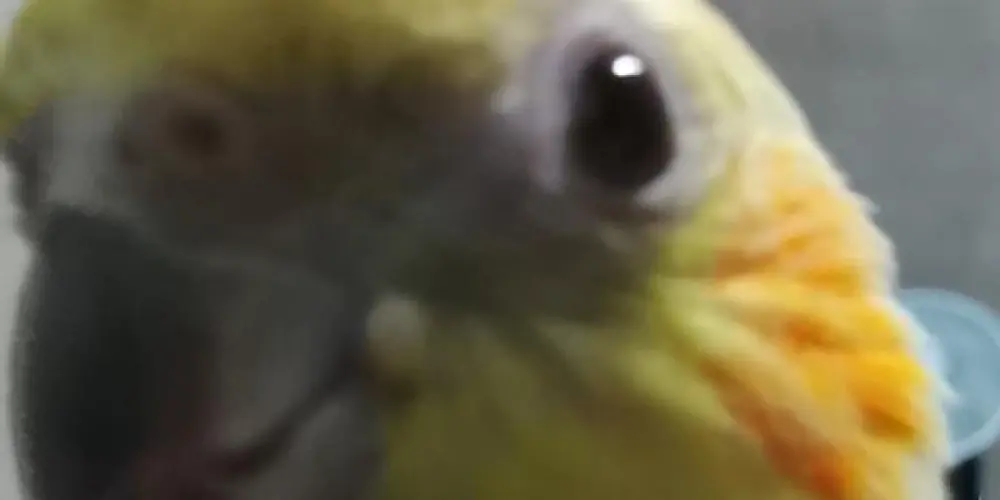 Imagem do grupo de WhatsApp UNIDOS PRO ANIMATO