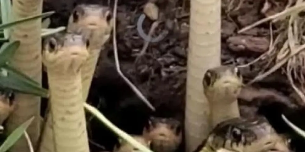 Imagem do grupo de WhatsApp Unidos sempre derrotados 🤝