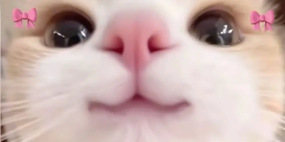 Imagem do grupo de WhatsApp unyx' chat - new born