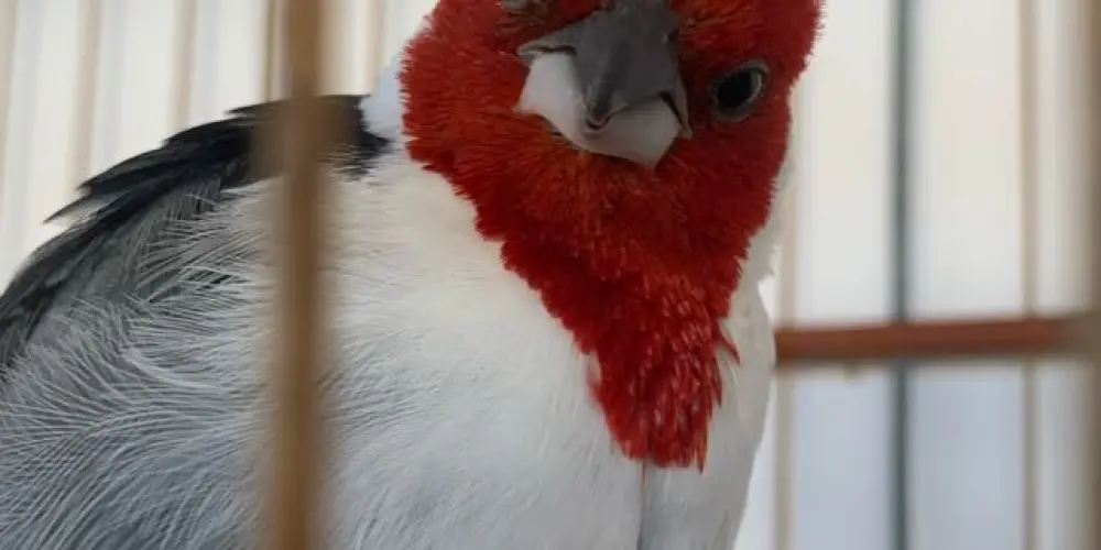 Imagem do grupo de WhatsApp UPA 2.0