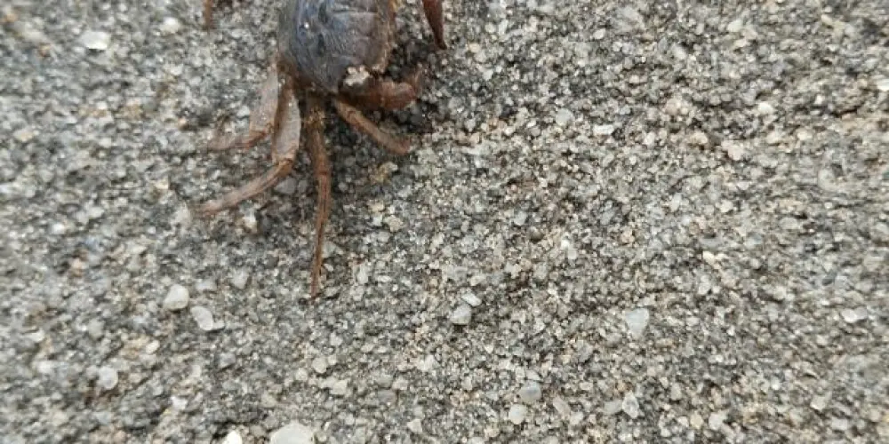 Imagem do grupo de WhatsApp Vagabundos