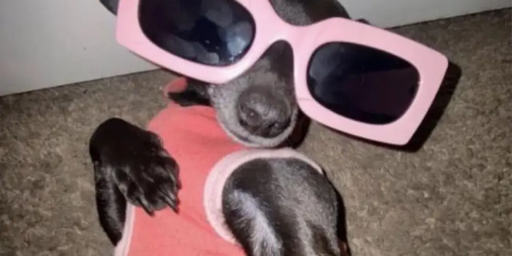 Imagem do grupo de WhatsApp VAI DAR NAMORO✨💋