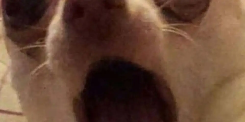 Imagem do grupo de WhatsApp Vale tudoo