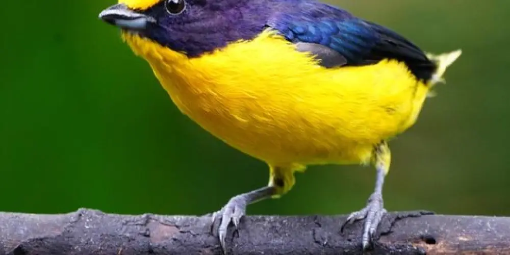 Imagem do grupo de WhatsApp VAMOS ASSOBIAR E SER FELIZ