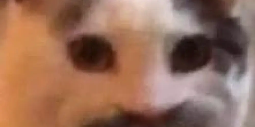 Imagem do grupo de WhatsApp V.A.S.P