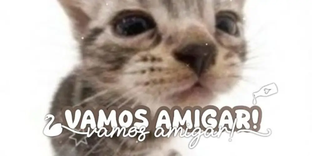 Imagem do grupo de WhatsApp vem amigar!