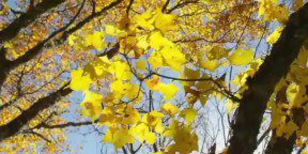 Imagem do grupo de WhatsApp Vem fazer amizade 🔥😏