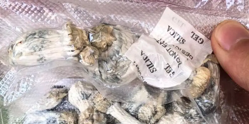 Imagem do grupo de WhatsApp VENDA COGUMELO MÁGICO 🍄