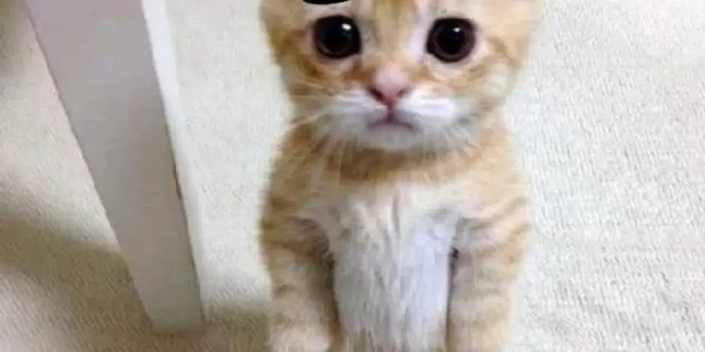 Imagem do grupo de WhatsApp ☺️Venha fazer novas amizades☺️