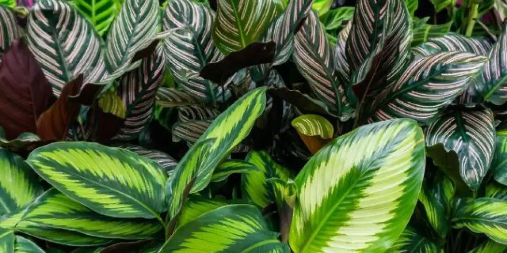 Imagem do grupo de WhatsApp Verborreia