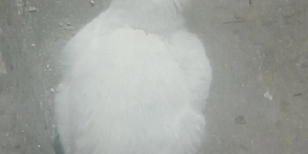 Imagem do grupo de WhatsApp Video chamada em grupo