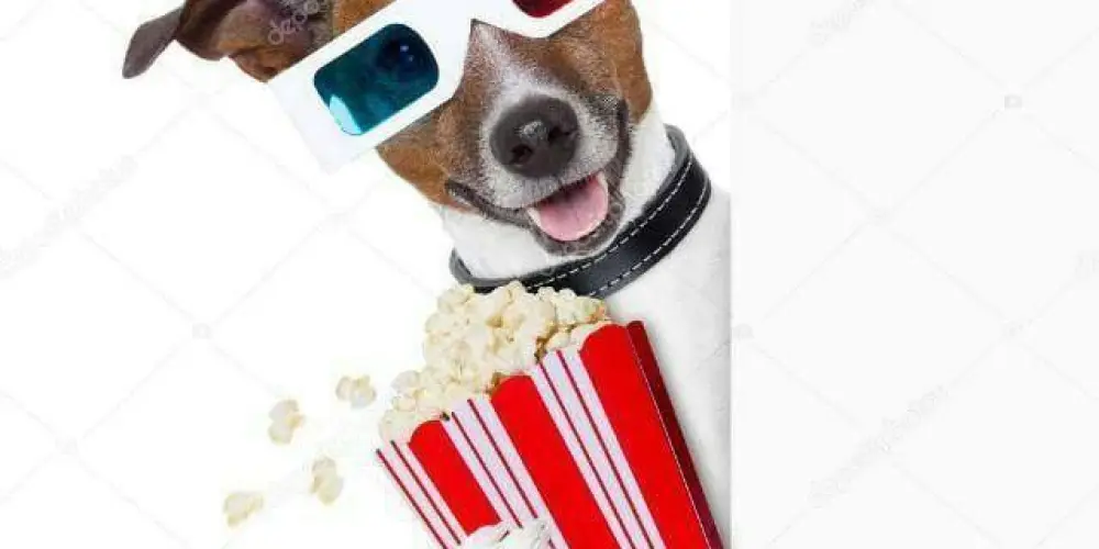 Imagem do grupo de WhatsApp VÍDEOS E FOTOS ENGRAÇADOS