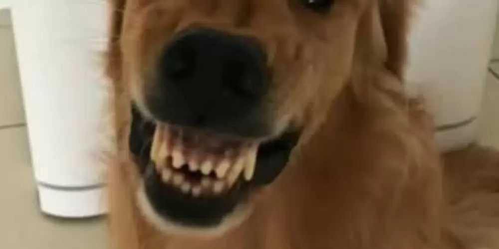 Imagem do grupo de WhatsApp Vídeos Engraçados 2.0