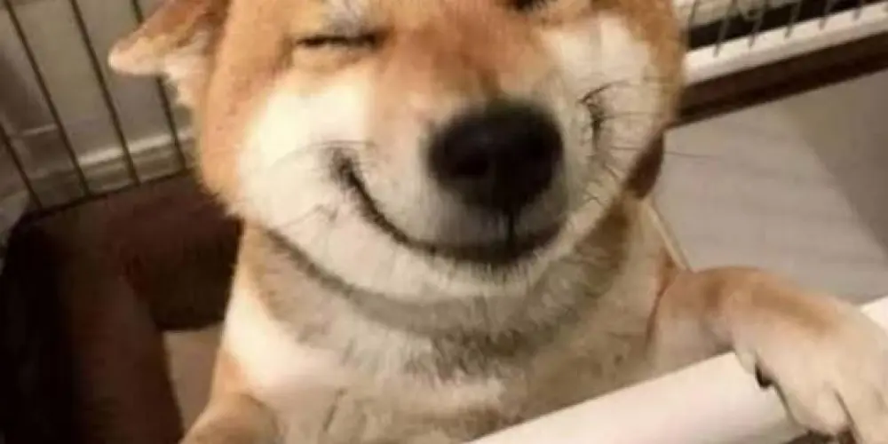 Imagem do grupo de WhatsApp VÍDEOS ENGRAÇADOS 😂