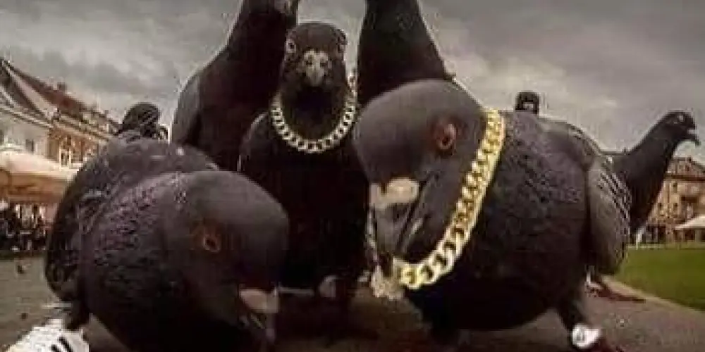 Imagem do grupo de WhatsApp Virgens do caos